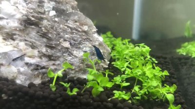 Watch Adeline Frost ✧'s leaked NSFW video on TwXstars