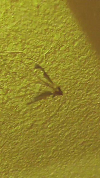 Watch Doctor No's leaked NSFW video on TwXstars