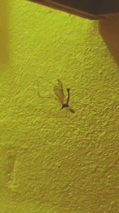 Watch Doctor No's leaked NSFW video on TwXstars