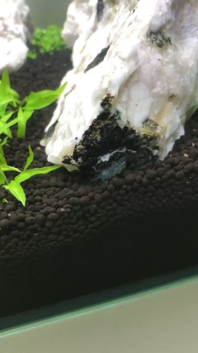 Watch Adeline Frost ✧'s leaked NSFW video on TwXstars