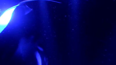 Watch Shiri Allwood's leaked NSFW video on TwXstars