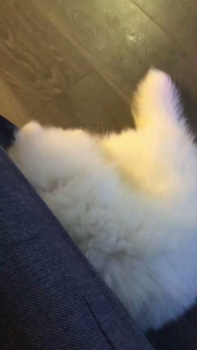 Watch saira 🦇's leaked NSFW video on TwXstars