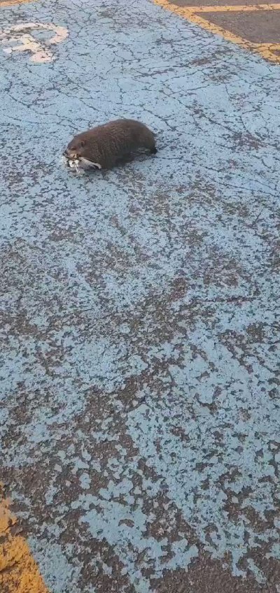 Watch Woody All-In's leaked NSFW video on TwXstars