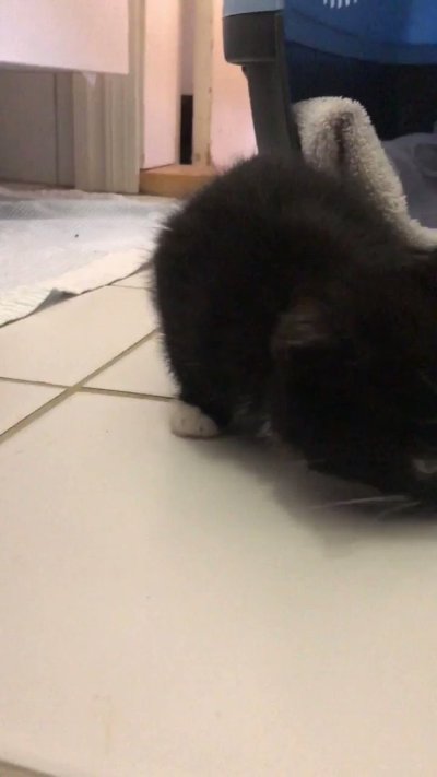 Watch Adeline Frost ✧'s leaked NSFW video on TwXstars