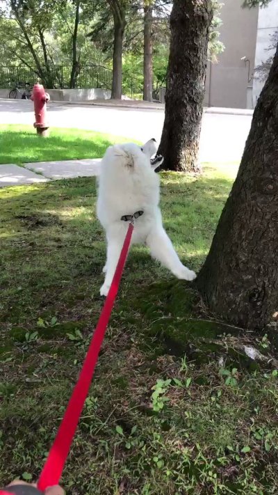 Watch saira 🦇's leaked NSFW video on TwXstars