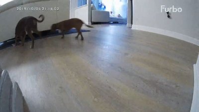 Watch Ariana Marie ™'s leaked NSFW video on TwXstars