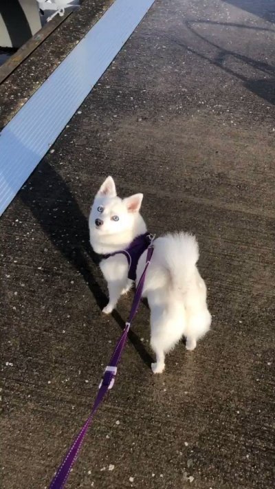 Watch Adeline Frost ✧'s leaked NSFW video on TwXstars