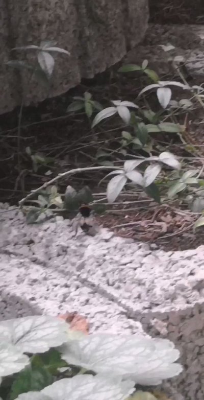 Watch 🌸Nori🌸's leaked NSFW video on TwXstars