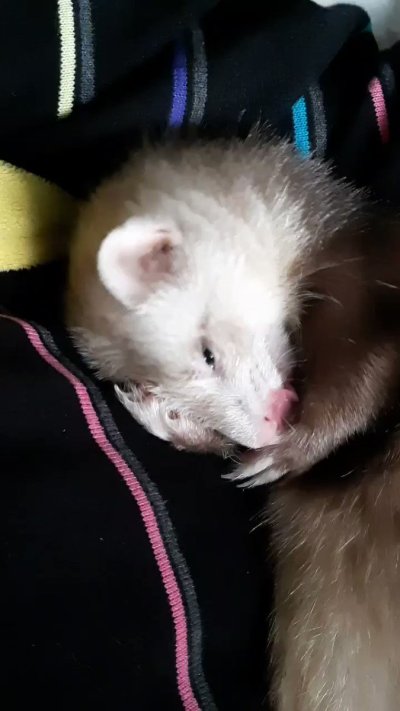 Watch FoxyPrince ♡'s leaked NSFW video on TwXstars