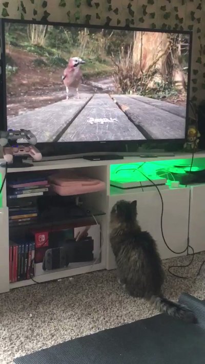 Watch ฅ^•ﻌ•^ฅ's leaked NSFW video on TwXstars