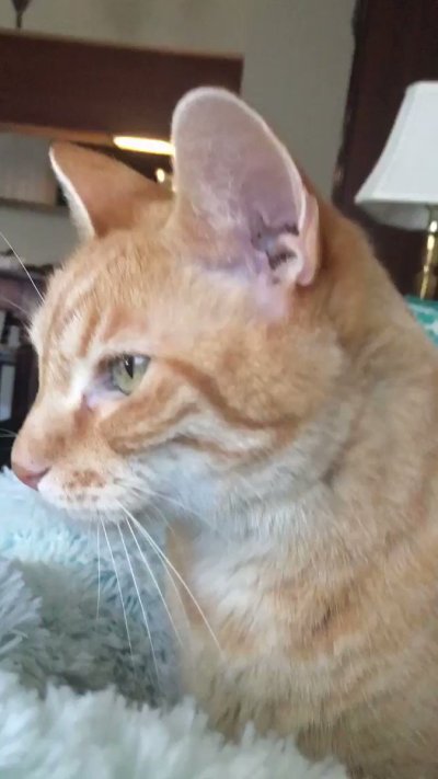 Watch Ginny Fantasy 💜 NSFW VA (Comms Closed)'s leaked NSFW video on TwXstars