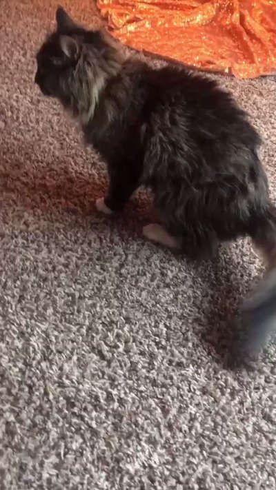 Watch ฅ^•ﻌ•^ฅ's leaked NSFW video on TwXstars