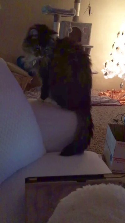 Watch ฅ^•ﻌ•^ฅ's leaked NSFW video on TwXstars