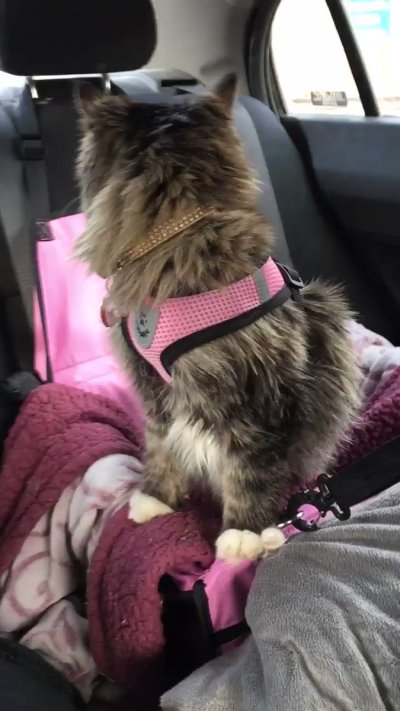 Watch ฅ^•ﻌ•^ฅ's leaked NSFW video on TwXstars