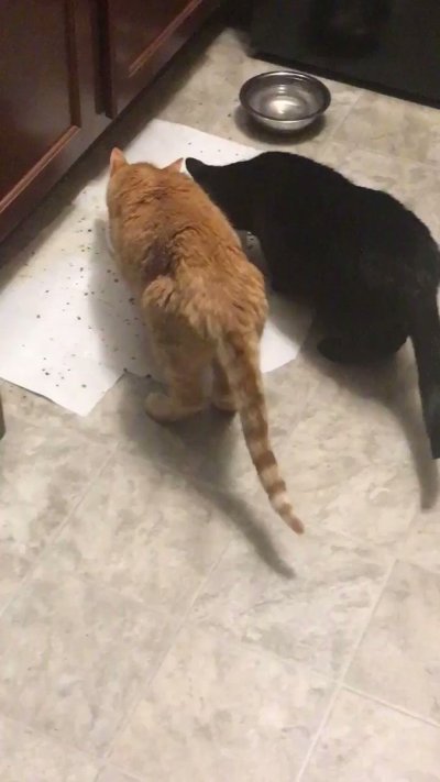 Watch Ginny Fantasy 💜 NSFW VA (Comms Closed)'s leaked NSFW video on TwXstars