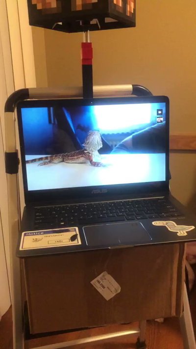 Watch mastiff's leaked NSFW video on TwXstars