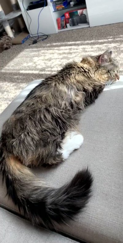 Watch ฅ^•ﻌ•^ฅ's leaked NSFW video on TwXstars