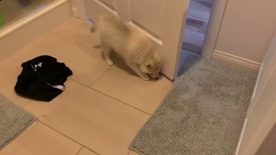 Watch 🍖 Harriet Sugarcookie 🍖's leaked NSFW video on TwXstars