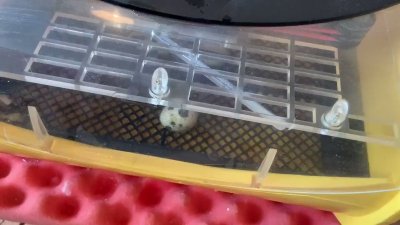 Watch mamaplugs's leaked NSFW video on TwXstars