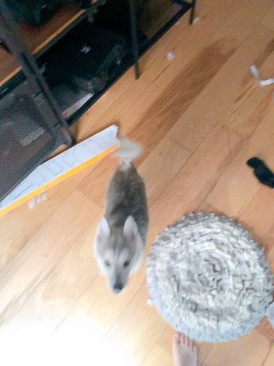 Watch 🍖 Harriet Sugarcookie 🍖's leaked NSFW video on TwXstars