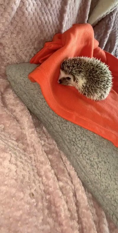 Watch Stephen Dallas's leaked NSFW video on TwXstars