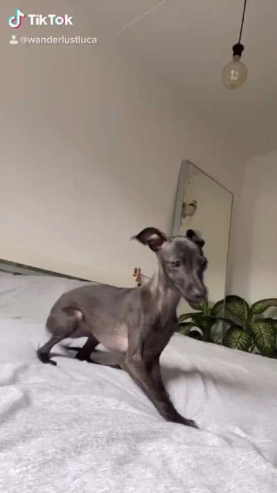 Watch Luca ✨'s leaked NSFW video on TwXstars