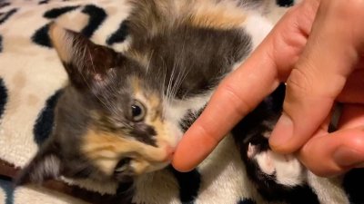 Watch CanhOe's leaked NSFW video on TwXstars