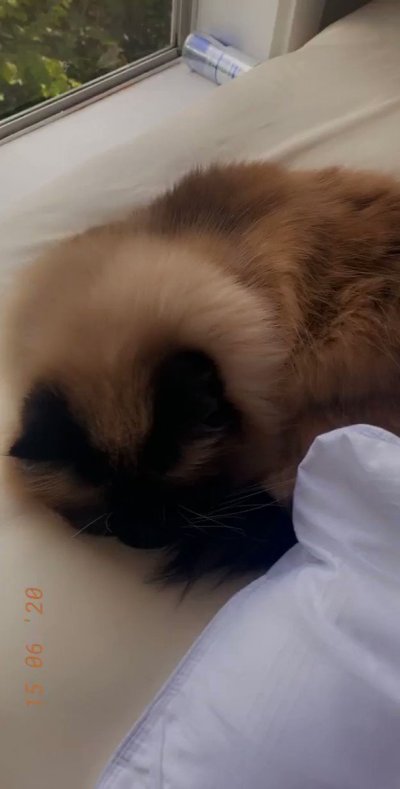 Watch TheNicoleT's leaked NSFW video on TwXstars