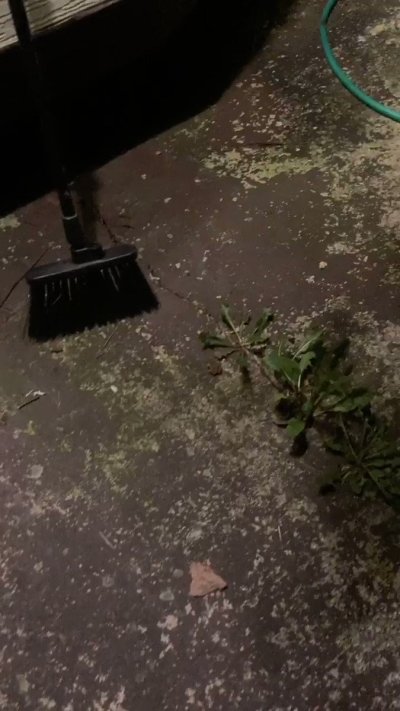 Watch Bilad Al Sudan's leaked NSFW video on TwXstars