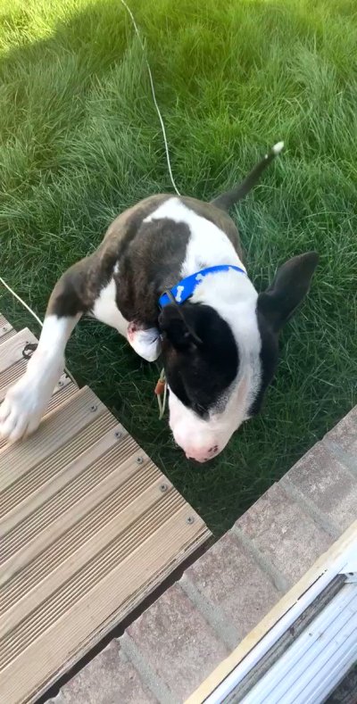 Watch TheDanDangler's leaked NSFW video on TwXstars