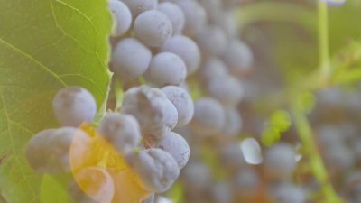 Watch Destination NSW's leaked NSFW video on TwXstars