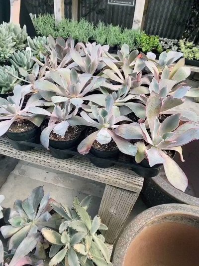 Watch lyn's leaked NSFW video on TwXstars