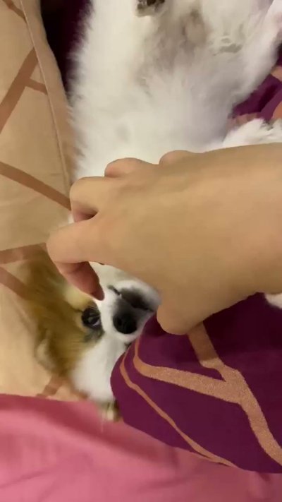 Watch ✨𝓐𝓷𝓪 𝓒𝓱𝓾𝓾 💫𝐹𝑅𝐸𝐸 𝐹𝒮𝐿𝒴 + 𝒪𝐹🔥's leaked NSFW video on TwXstars