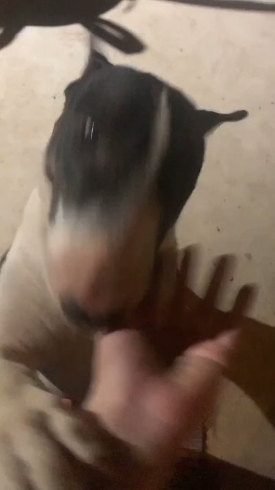 Watch Oxillery's leaked NSFW video on TwXstars