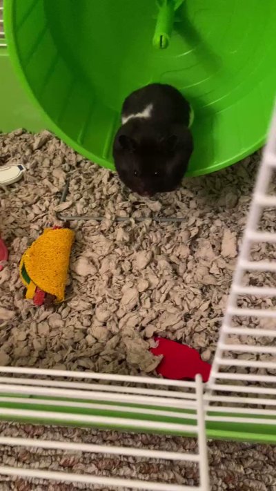 Watch Chadkasa 🔜 Otakon's leaked NSFW video on TwXstars