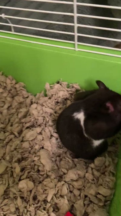 Watch Chadkasa 🔜 Otakon's leaked NSFW video on TwXstars