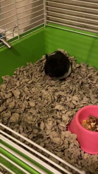 Watch Chadkasa 🔜 Otakon's leaked NSFW video on TwXstars