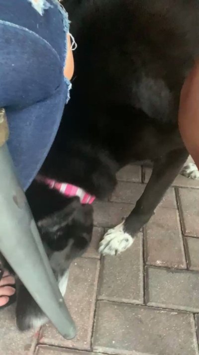 Watch Brandi Lauren's leaked NSFW video on TwXstars