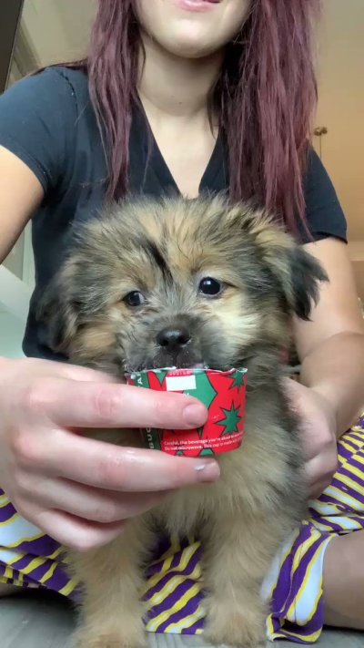 Watch Brandi Lauren's leaked NSFW video on TwXstars