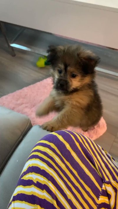 Watch Brandi Lauren's leaked NSFW video on TwXstars