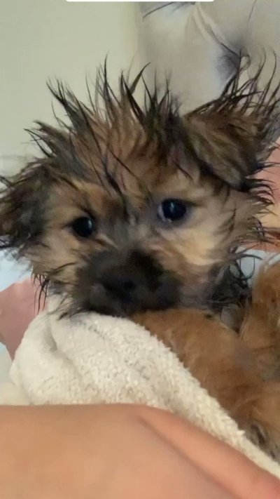 Watch Brandi Lauren's leaked NSFW video on TwXstars