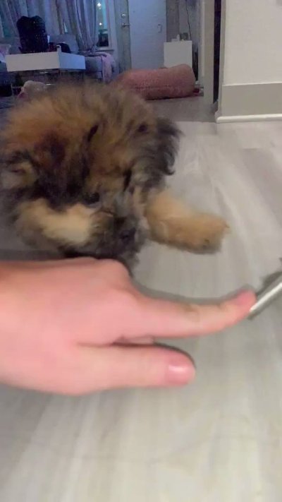 Watch Brandi Lauren's leaked NSFW video on TwXstars