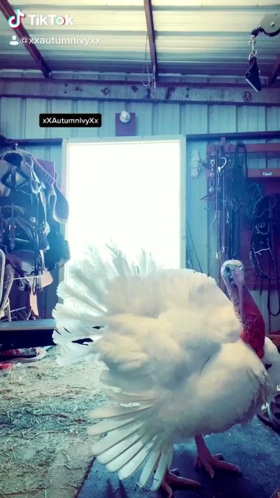 Watch Autumn Ivy- Pax West w/Larian Studios! ✈️'s leaked NSFW video on TwXstars