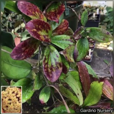 Watch Hoya Plants's leaked NSFW video on TwXstars