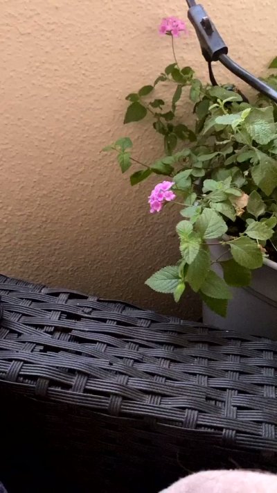 Watch Vanessa Vega's leaked NSFW video on TwXstars