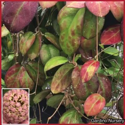 Watch Hoya Plants's leaked NSFW video on TwXstars