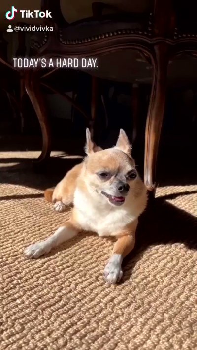 Watch VividVivka 💜's leaked NSFW video on TwXstars