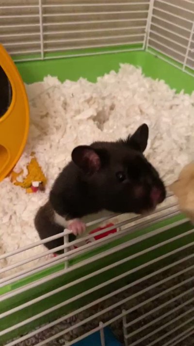 Watch Chadkasa 🔜 Otakon's leaked NSFW video on TwXstars