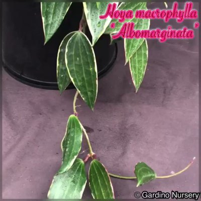 Watch Hoya Plants's leaked NSFW video on TwXstars