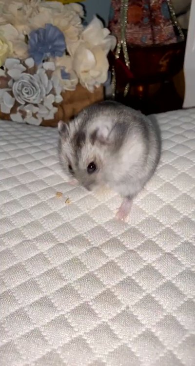 Watch 𝐹𝑒𝓂𝒹𝑜𝓂𝑜𝓂𝓂𝓎's leaked NSFW video on TwXstars